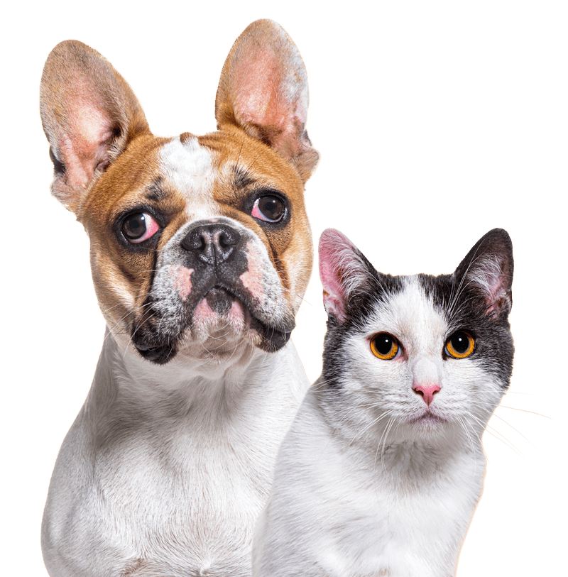 Crossbreed cat t GNSUFB2.png